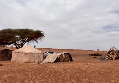 La sécheresse dans le Sahara : comment menace-t-elle les animaux et les familles nomades ?