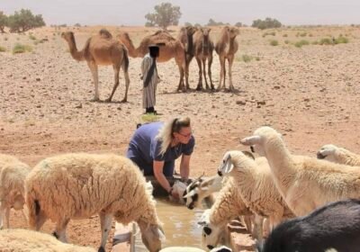 Comment les communautés nomades du Sahara s’adaptent-elles à la sécheresse grâce aux traditions et aux innovations ?